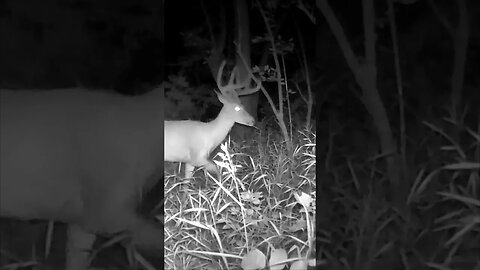 Velvet BUCK On A MIDNIGHT Stroll!!!