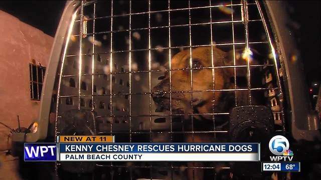 Kenny Chesney rescues hurricane dogs