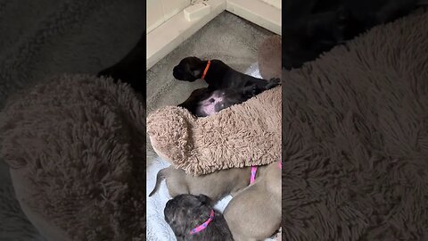 Puppies puppies everywhere! LonelyCreek bull mastiff #bullies #bullmastiffpuppy #bullmastiff