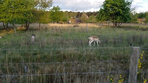 4k Deer encounter Parc aquatique Aqua Mundo Center Parcs Le Bois aux Daims