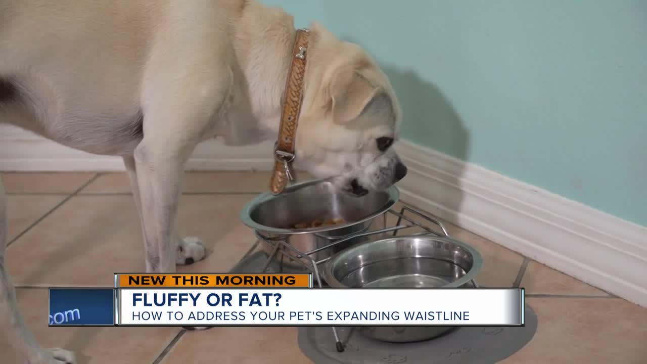 Fluffy or fat: Is your pet packing on the pounds?