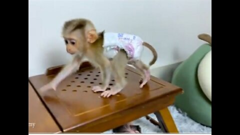 Tiny monkey Ben's drink milk on dad's leg so lovely