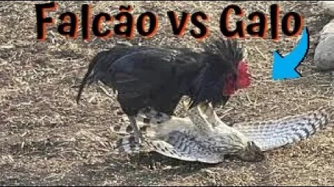 Quando o falcão invade o galinheiro