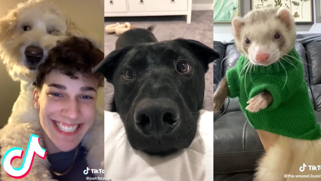 Cute Pet TikToks that Will Brighten Up Your Day ❤️️🥰