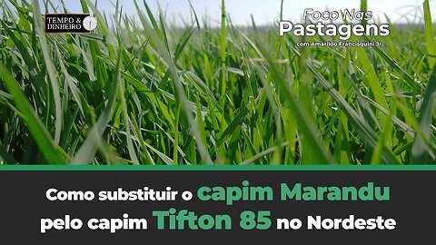 Como substituir o Campim Marandu, pelo Tifton 85 no nordeste? Saiba no Foco nas Pastagens.