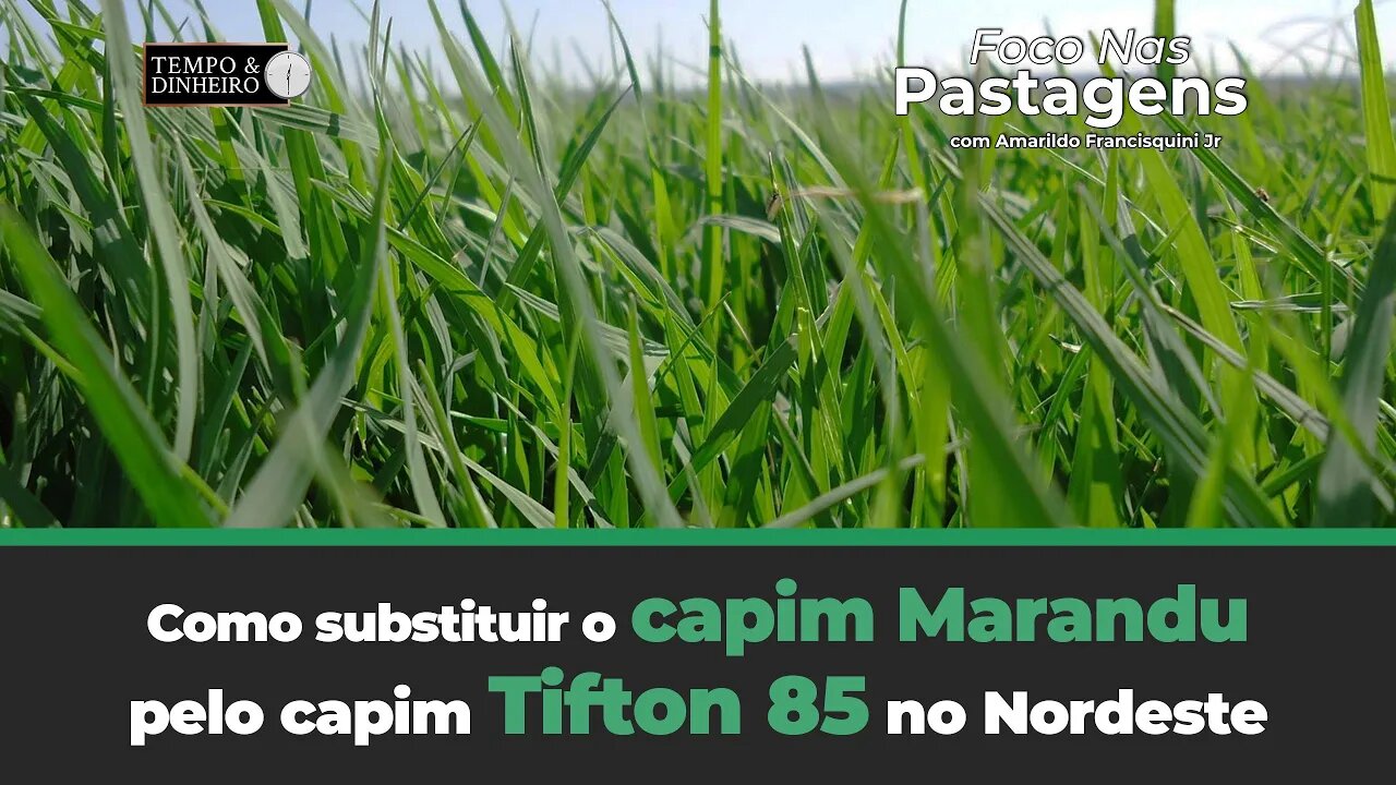 Como substituir o Campim Marandu, pelo Tifton 85 no nordeste? Saiba no Foco nas Pastagens.