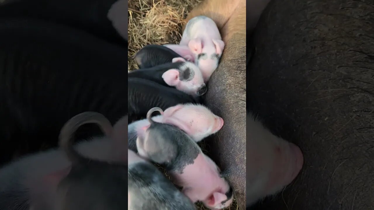 Baby Pigs Having Breakfast @UncleTimsFarm #kärnəvór #carnivore #shorts #hereford #pigtalk