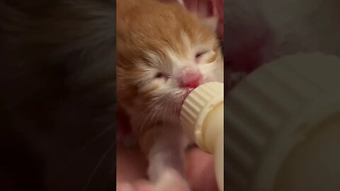 I think tomorrow my kitty open his eyes 😻