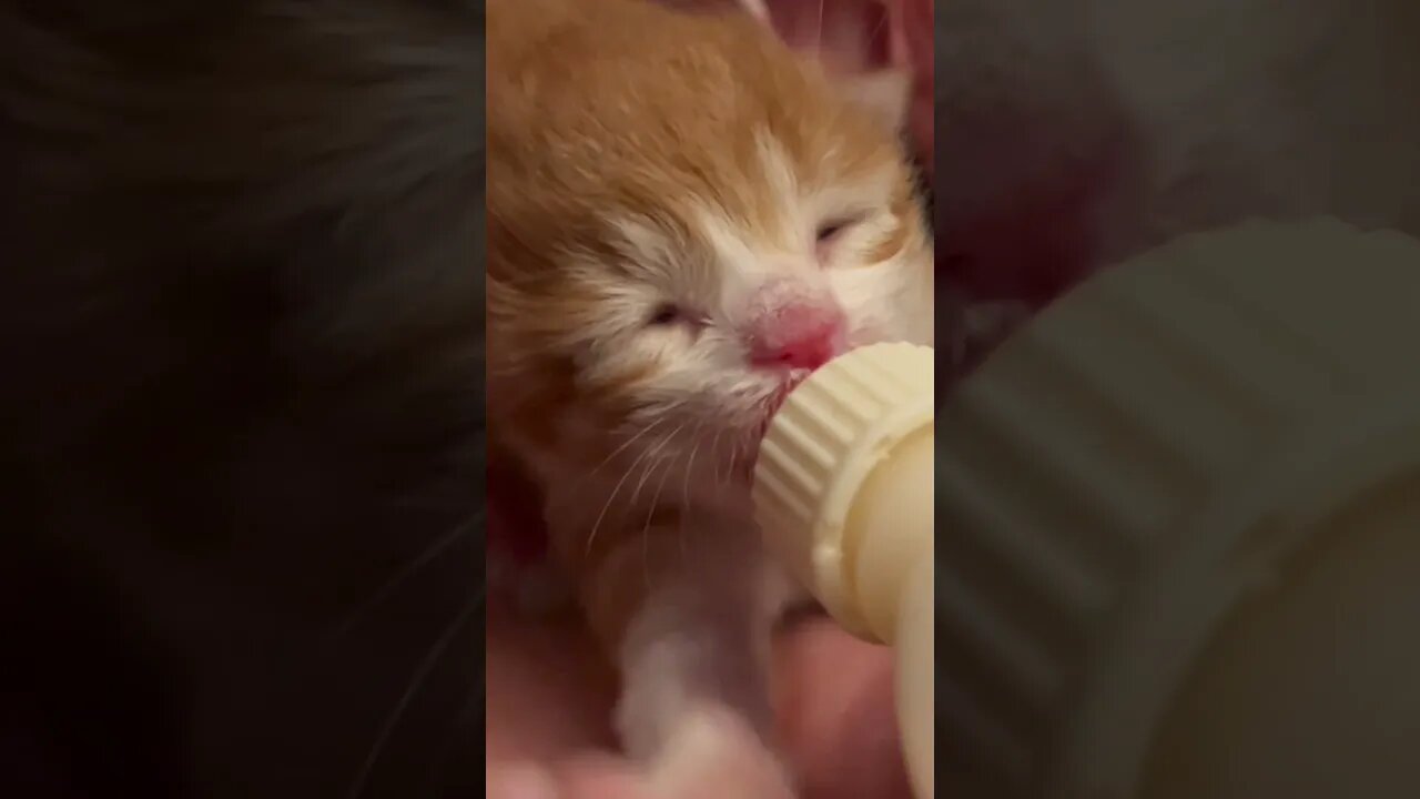 I think tomorrow my kitty open his eyes 😻