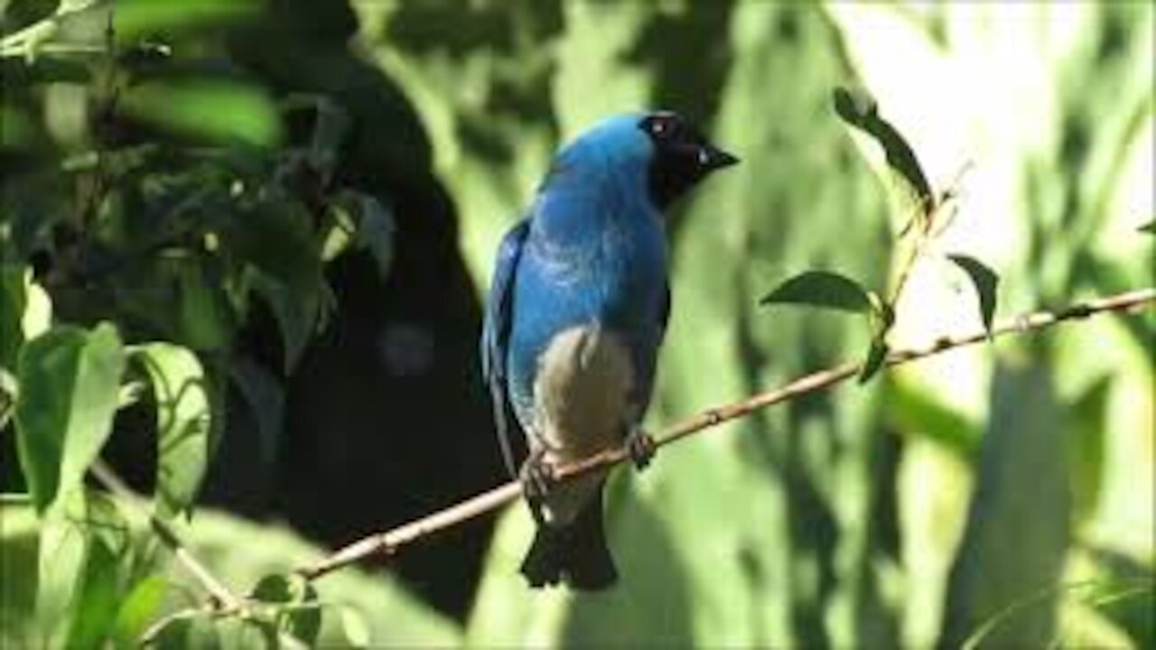 Saí-swallow (Tersina viridis)