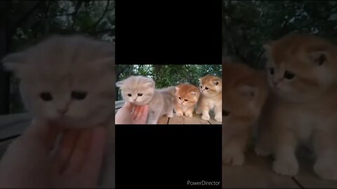 The funniest animals / Fun with cats and dogs@chcreation moratuwa