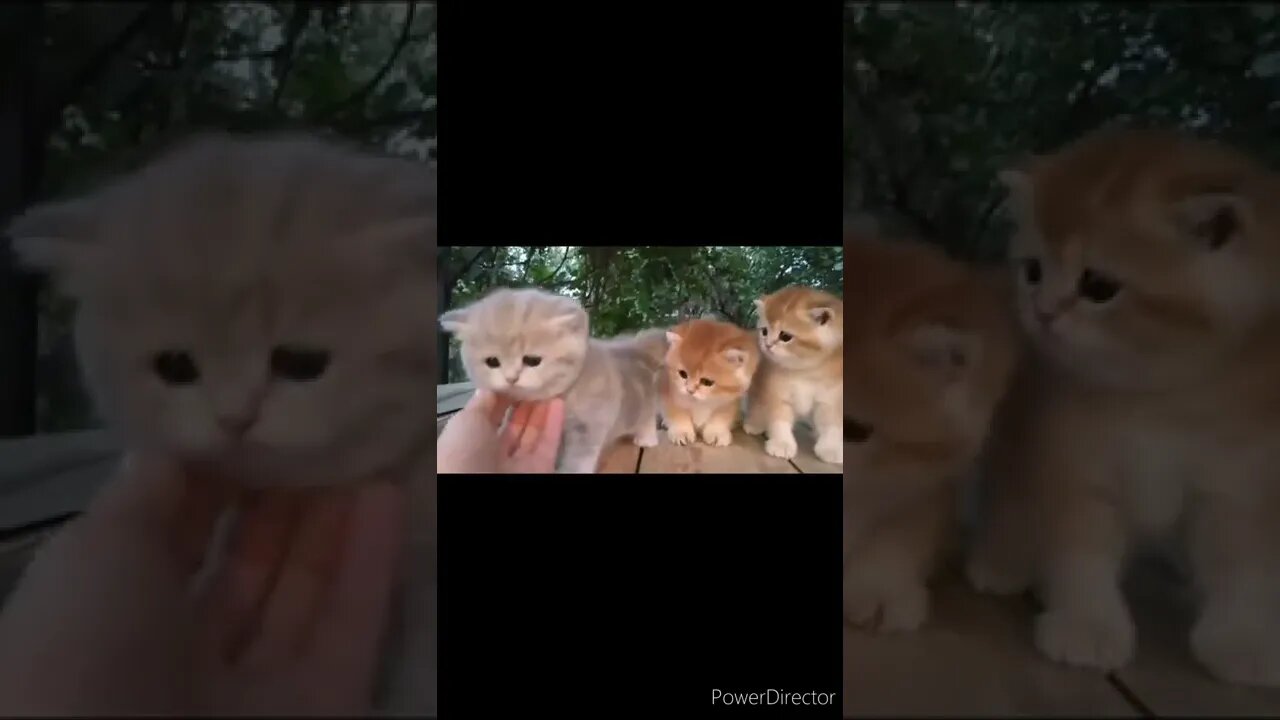 The funniest animals / Fun with cats and dogs@chcreation moratuwa
