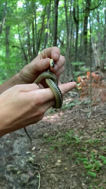 Jungle Justin’s First Snake of 2020