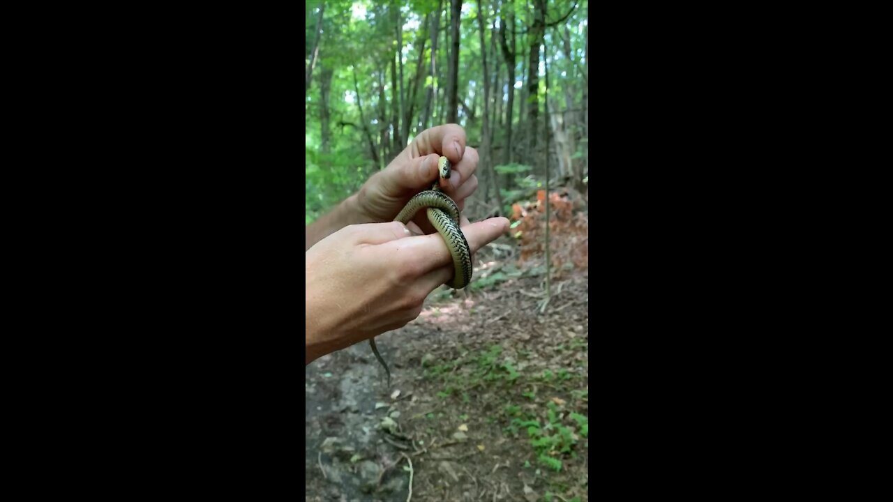 Jungle Justin’s First Snake of 2020