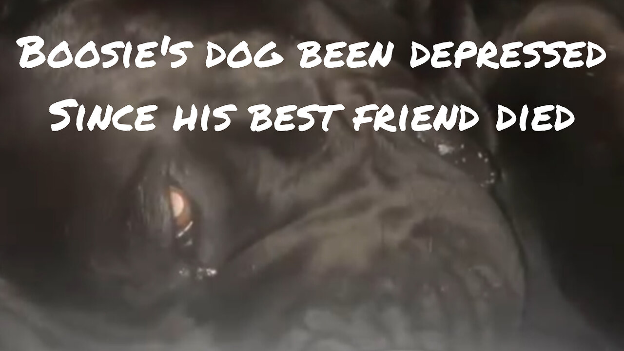 Boosie's dog has been suffering from depression ever since his best friend died