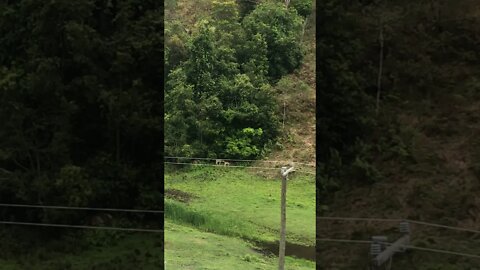 Mummy and Baby Deer wander on our property