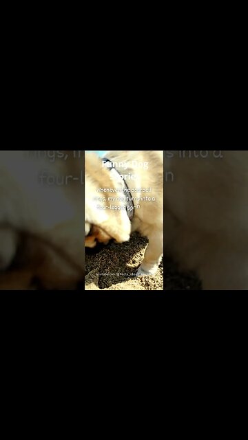 Hilarious Dog Moments: Laughter Guaranteed! 11