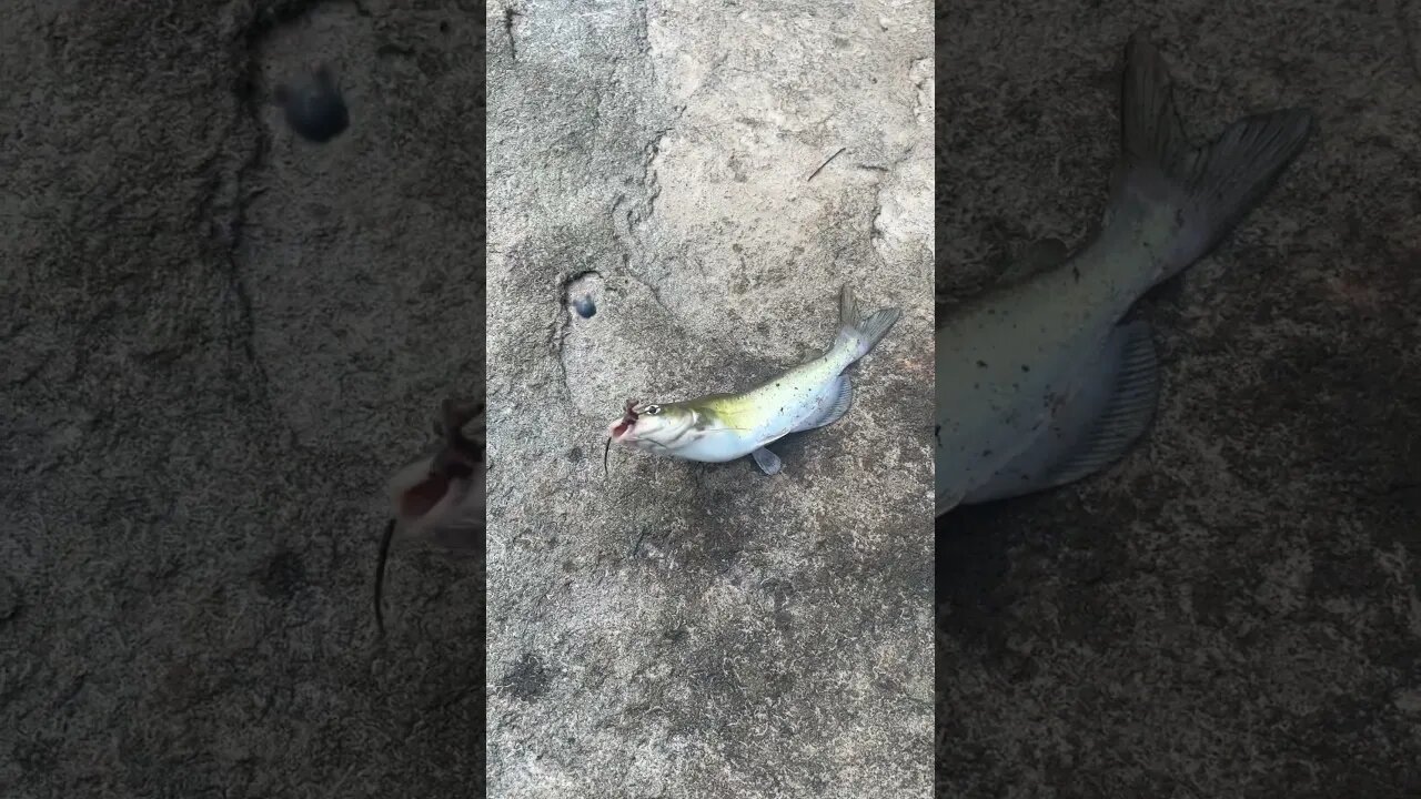 First fish of the day! Channel catfish! #fishing #outdoors #nature