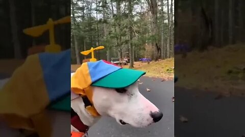 Try not to laugh🤣 Funny animals😹‖ #shorts #funnyvideos