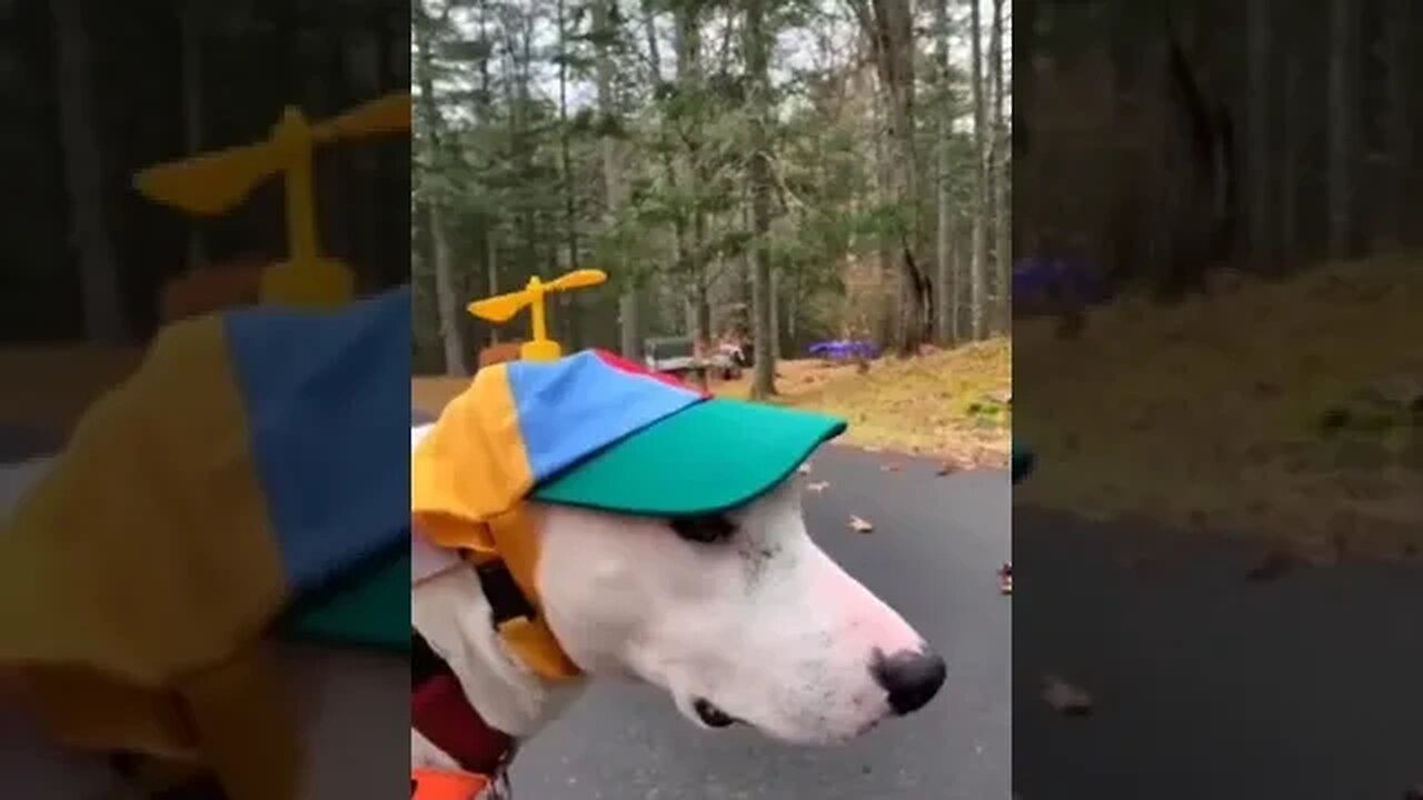 Try not to laugh🤣 Funny animals😹‖ #shorts #funnyvideos