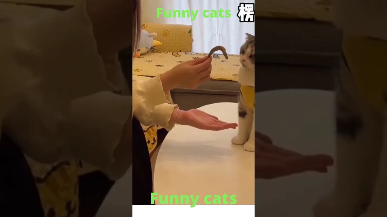 cat video funny|😂#shorts #cutecats #funnycats #youtubeshorts #subscribe #trendingshorts