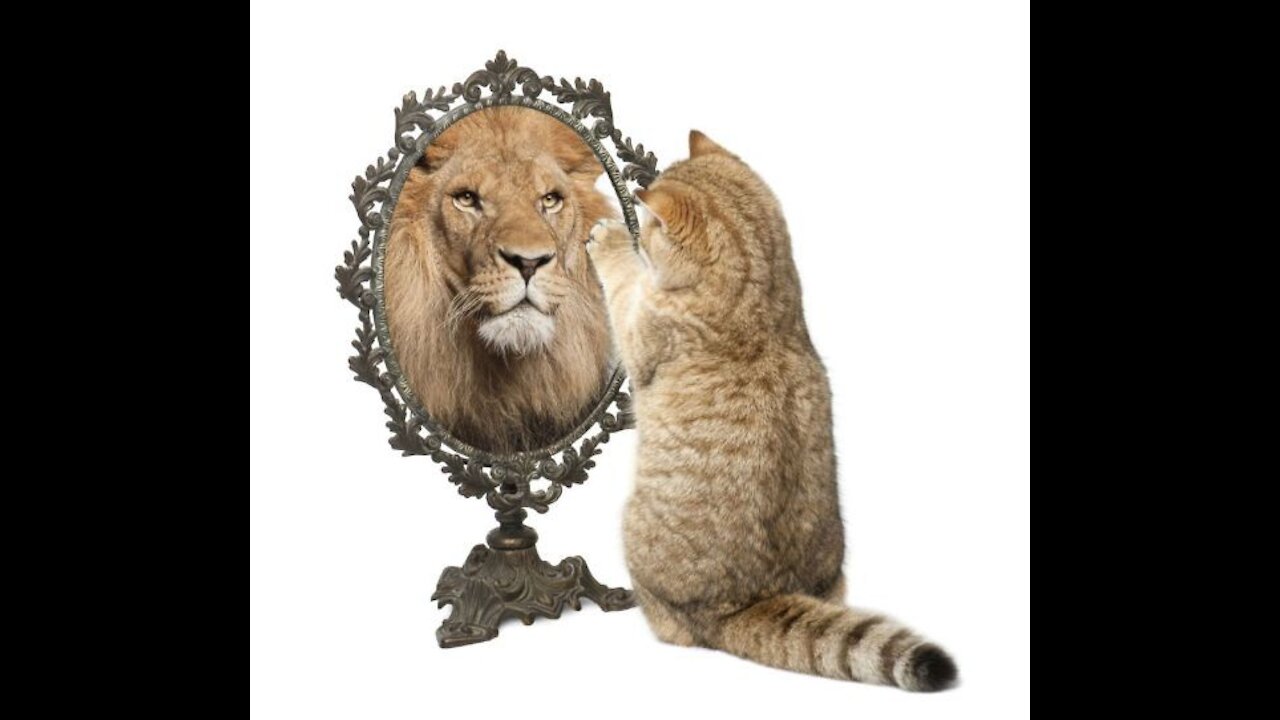 Cute Cat Stands Right In Front Of Lion King #Shorts