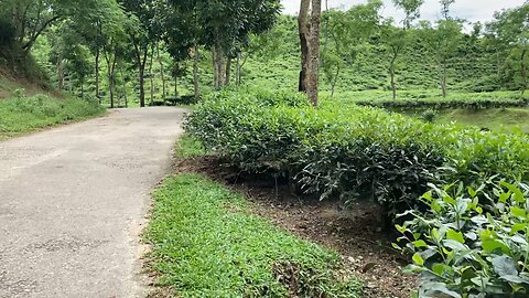 Amazing tea garden of Sylhet, Bangladesh