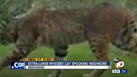 Photo shows mystery cat in East County
