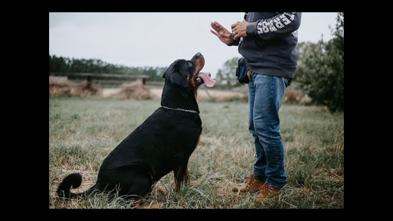 Basic Dog Training TOP 10 Essential Commands Every Dog Should Know