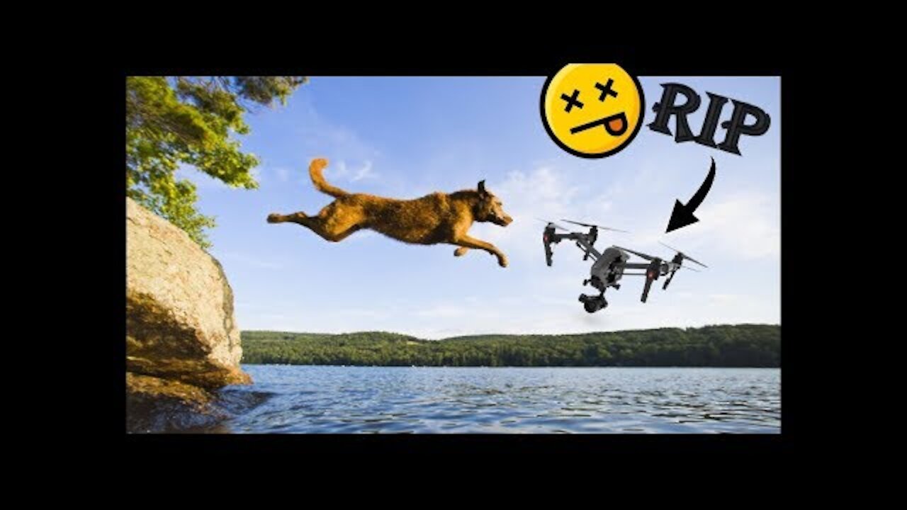 DRONES Vs ANIMALS