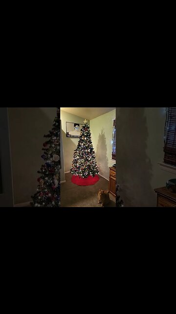 Merry Christmas and Happy Holidays #shorts