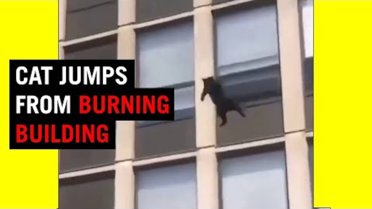 Cat jumps form burning building | Viral Video Compilation