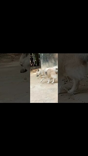 Puppy Guards Cattle #shorts #puppy #dog #youtubeshorts