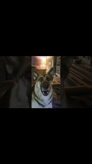 Don't Buy Furrie From Wish #furries #dogs #cute