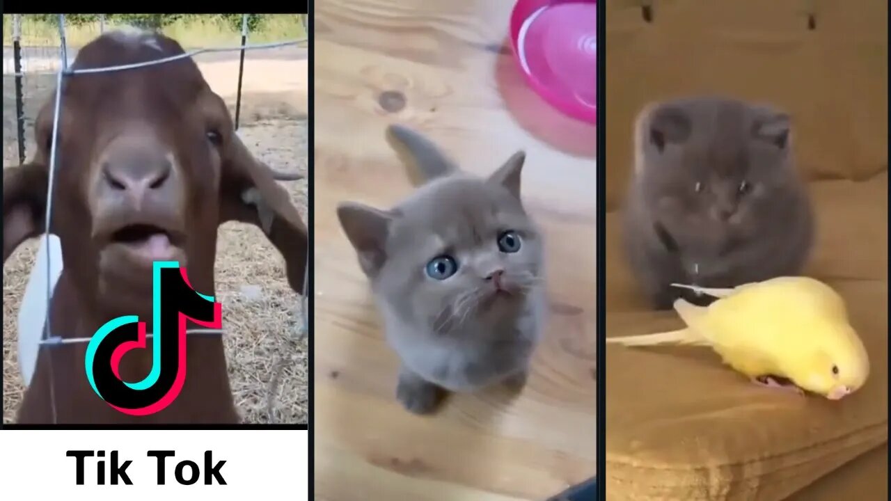 Best of TikTok Animals Compilation - Try not to Laugh