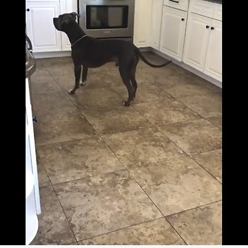 Silly Pup Loves Playing Hide And Seek With His Owners