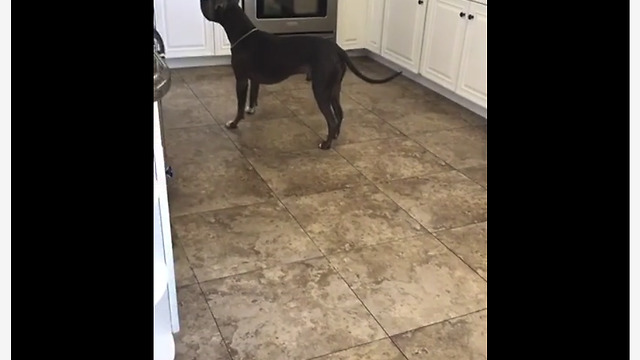 Silly Pup Loves Playing Hide And Seek With His Owners