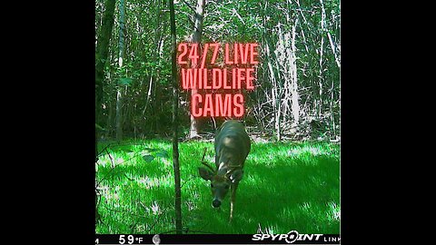 Live DEER and Wildlife Kentucky 100% Solar Powered Stream #reolink #crittercam