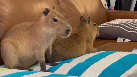 I Fed a Kitten to Capybaras