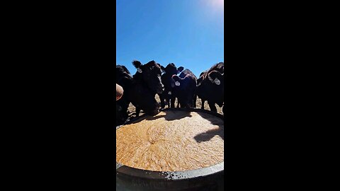 Feeding cows