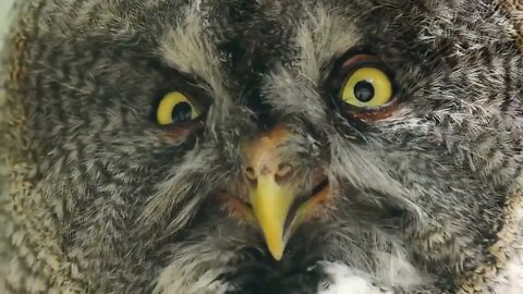 How do Eagle and Owl compare and who would win?