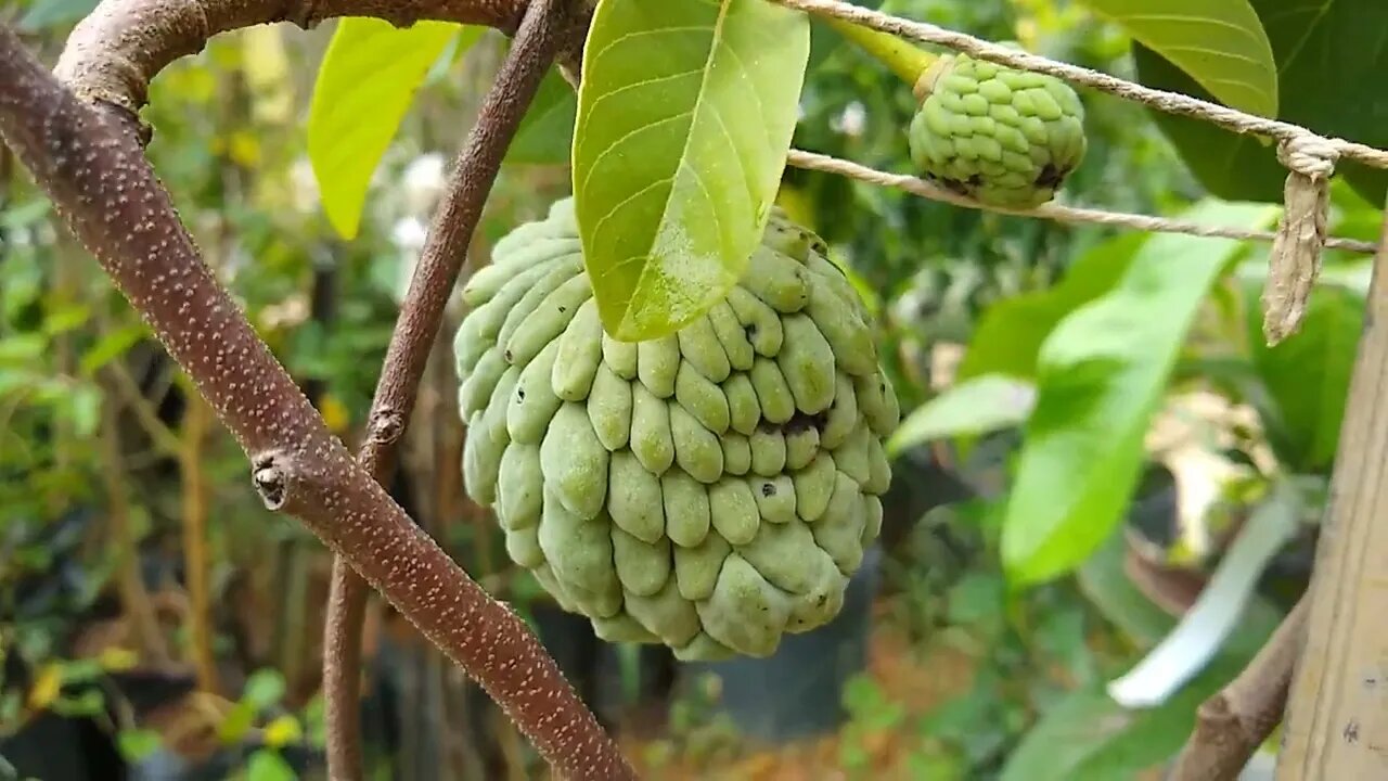 frutíferas produzindo em vaso Sapoti dovialis doce kinkan doce Cambuci a venda em Niterói RJ 🇧🇷