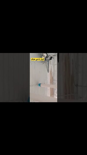 كوبل طائر بادجي هوكو كيوت روعة مرحبا