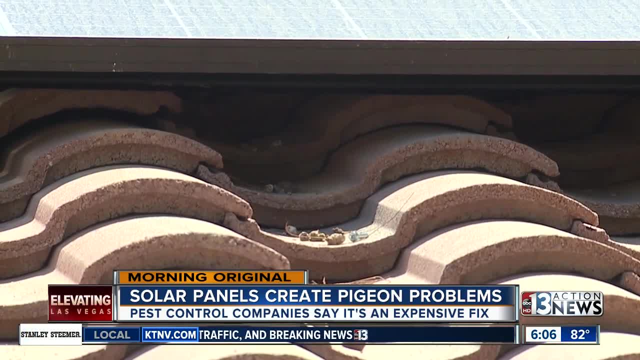 Solar panels act as perfect nesting spot for pigeons