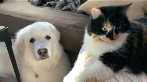 Cadela desconfia sempre de gata antes de receber carinhos