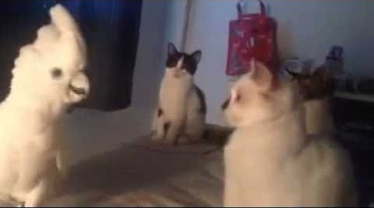 Funny Parrot Meows Like a Cat