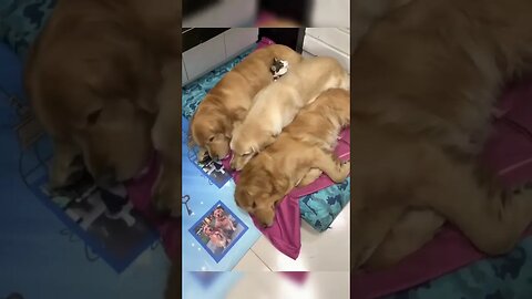 diversão canina