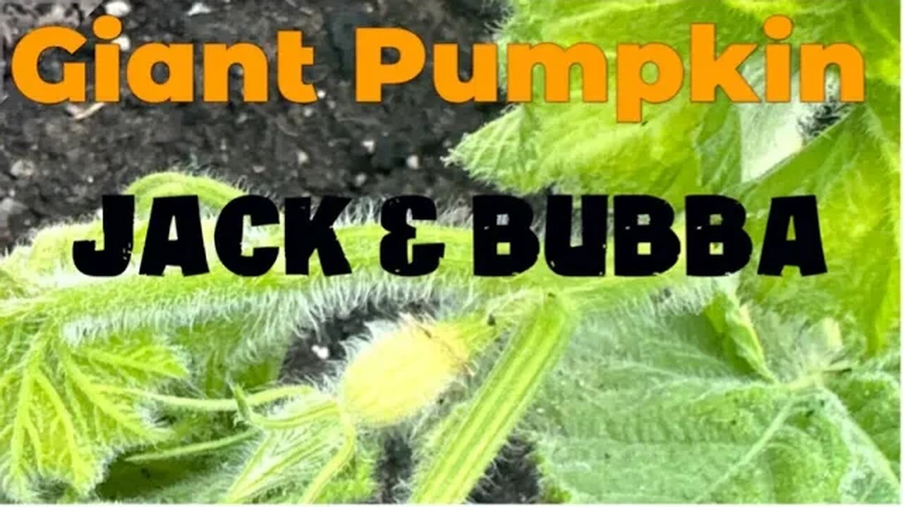 Jacks Giant Pumpkin June 9th