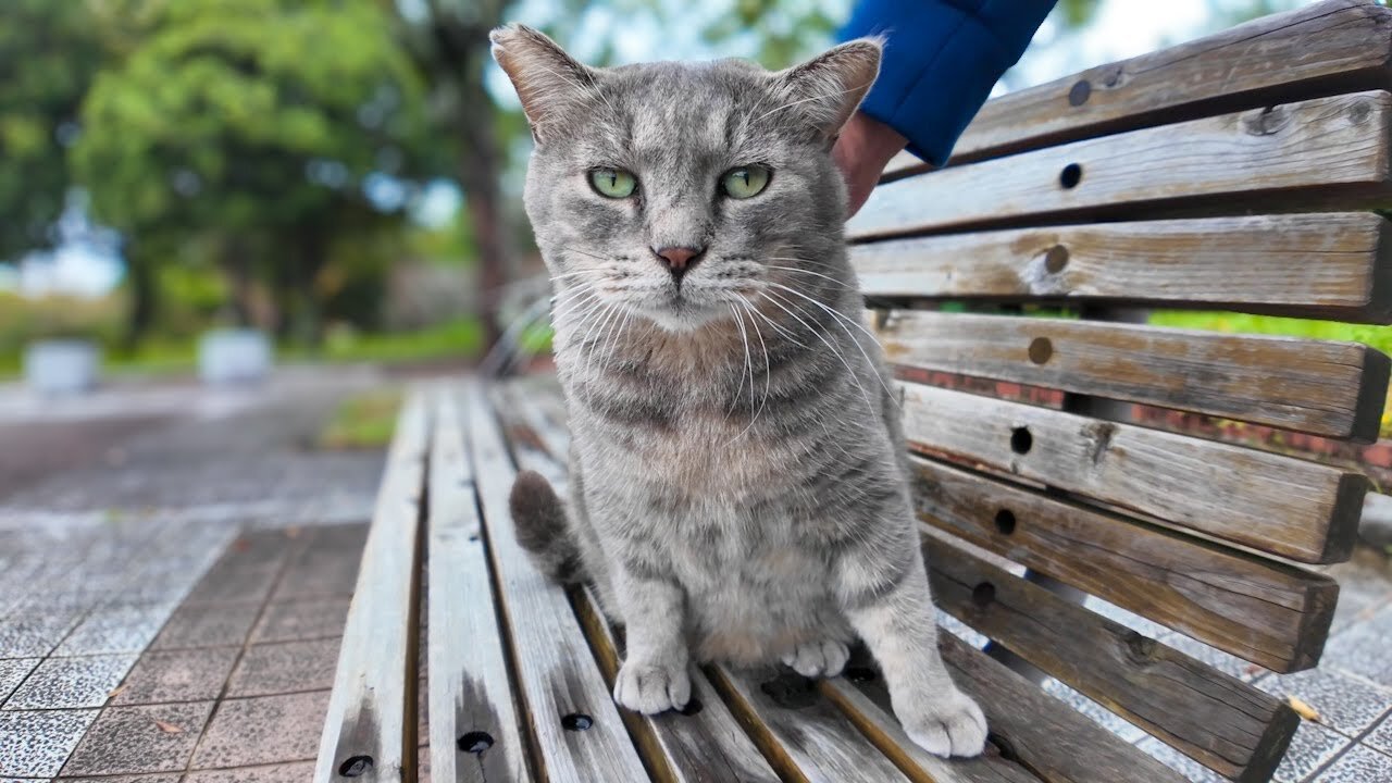 There was a cat on a park bench, so I sat next to it and it jumped onto my lap.