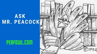 Ask Mr Peacock, Peacock Minute, peafowl.com